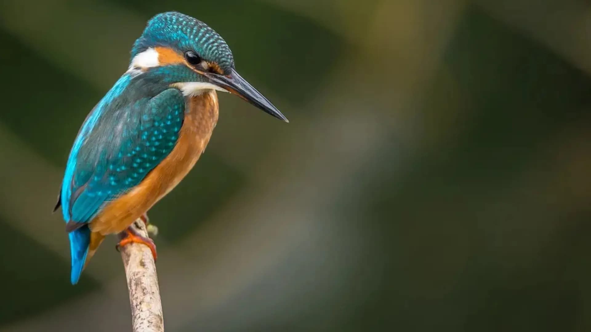 Длиннофокусный объектив Canon RF 100-500mm f/4.5-7.1 L IS USM (4112C005) (Standard)