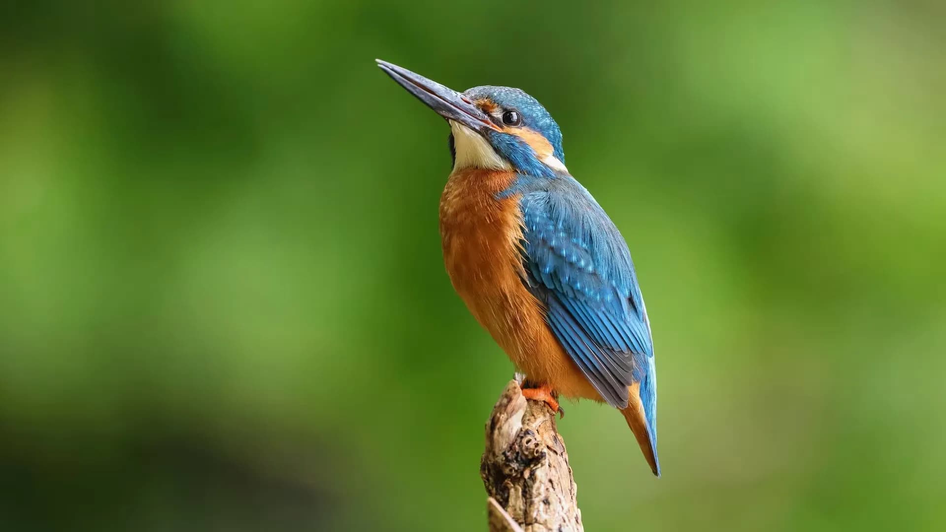 Длиннофокусный объектив Canon RF 100-500mm f/4.5-7.1 L IS USM (4112C005) (Standard)