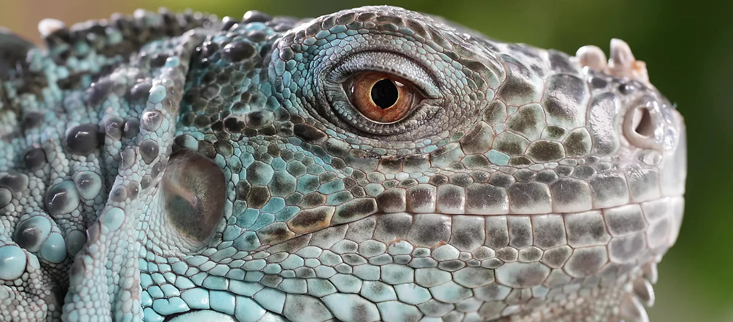 Длиннофокусный объектив Sony FE 70-200mm f/4 Macro G OSS II (SEL70200G2.SYX) (Standard)
