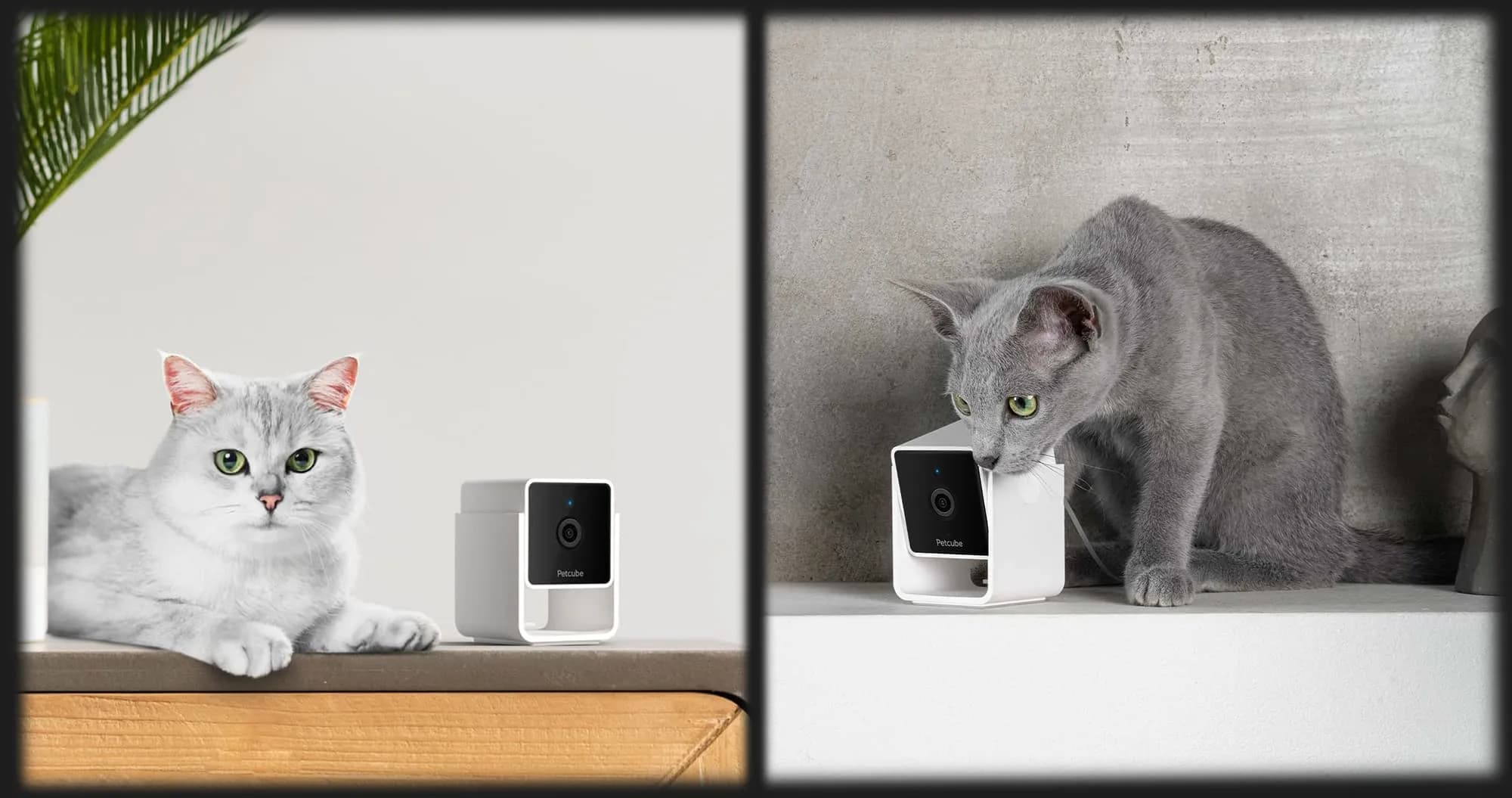 Компактная HD камера Petcube Cam (White)