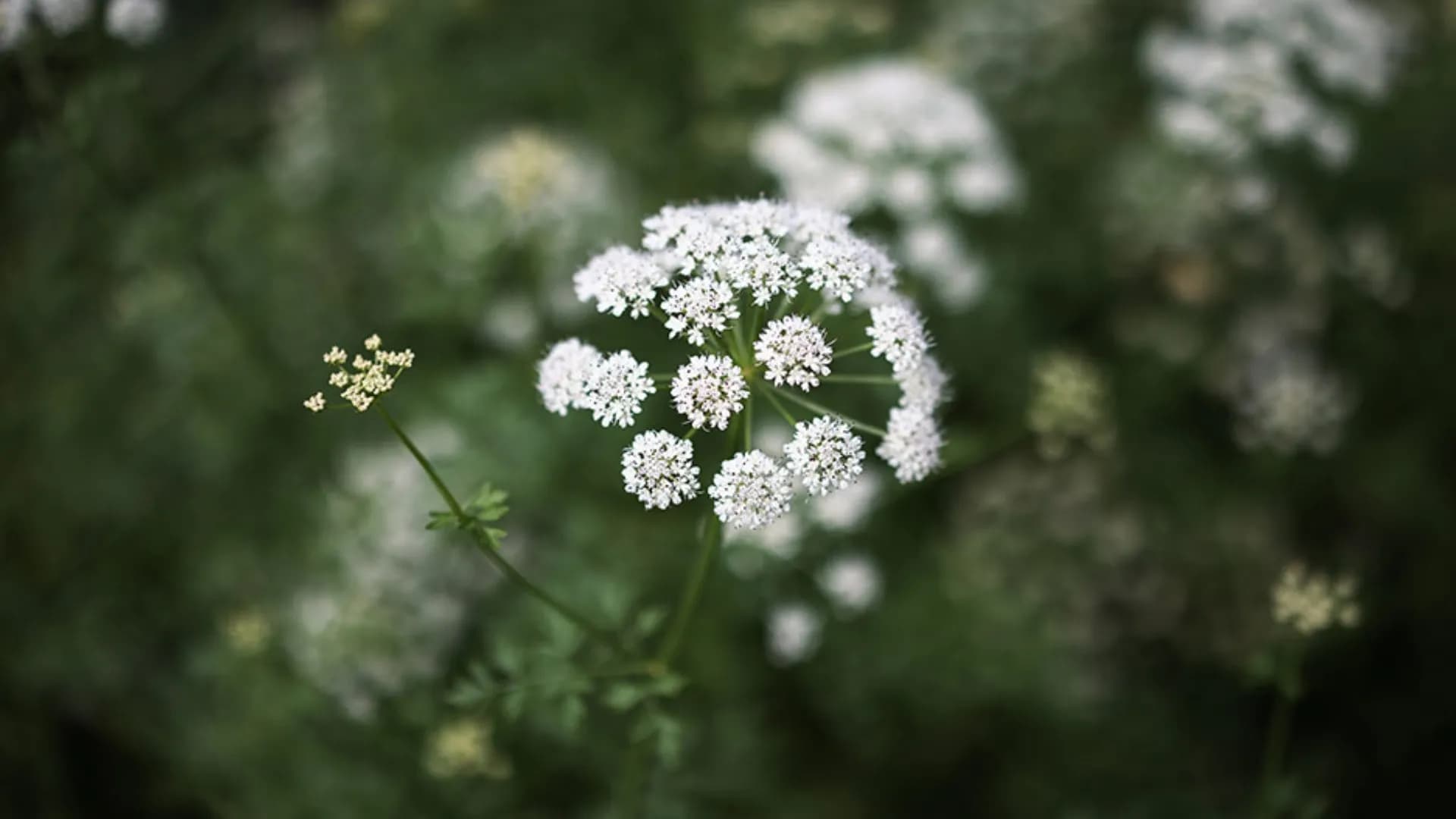 Стандартный объектив Canon RF 35mm f/1.4 L VCM (6710C005) (Standard)